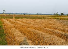 Image result for 붶