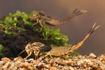 Attēlu rezultāti vaicājumam “Siphlonurus male”