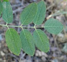 Attēlu rezultāti vaicājumam “Robinia neomexicana”