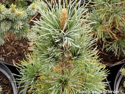 Attēlu rezultāti vaicājumam “Pinus peuce”