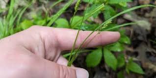 Attēlu rezultāti vaicājumam “Carex loliacea fruit”