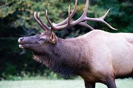 Image result for Clyde Valley Predators