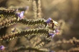 Attēlu rezultāti vaicājumam “Echium vulgare bud”
