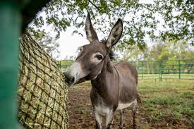 Image result for Braveheart Fencing