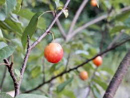 Attēlu rezultāti vaicājumam “Prunus (plum-tree) fruit”