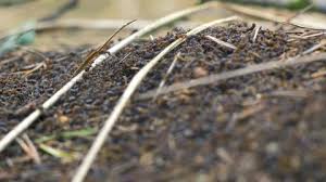 Attēlu rezultāti vaicājumam “Formica rufa pupa”