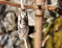 Attēlu rezultāti vaicājumam “Semioscopis avellanella imago”