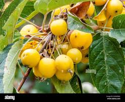 Attēlu rezultāti vaicājumam “Malus x zumi”