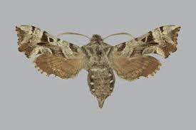 Attēlu rezultāti vaicājumam “Capsodes gothicus imago”