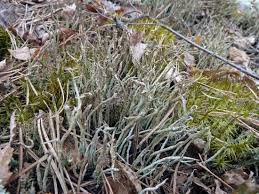 Attēlu rezultāti vaicājumam “Cladonia cornuta”