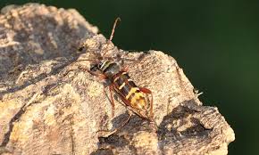 Attēlu rezultāti vaicājumam “Plagionotus detritus”