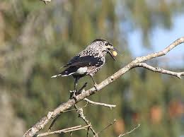 Image result for Nucifraga caryocatactes