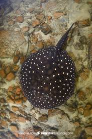 Image result for Styracura pacifica