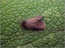 Attēlu rezultāti vaicājumam “Psyche casta larva”