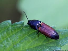 Attēlu rezultāti vaicājumam “Ampedus balteatus”