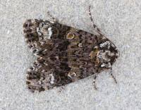 Attēlu rezultāti vaicājumam “Craniophora ligustri imago”