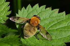 Attēlu rezultāti vaicājumam “Arctophila superbiens”