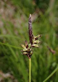 Attēlu rezultāti vaicājumam “Carex montana”