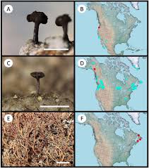 Attēlu rezultāti vaicājumam “Microcalicium disseminatum”