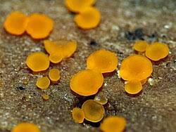 Attēlu rezultāti vaicājumam “Orbilia sp.”