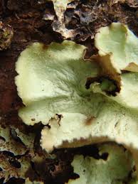 Attēlu rezultāti vaicājumam “Cetrelia sp.”