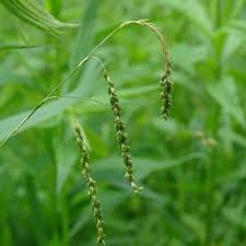 Attēlu rezultāti vaicājumam “Carex sylvatica leaf”
