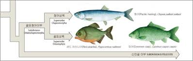 Image result for Cyprinus multitaeniatus