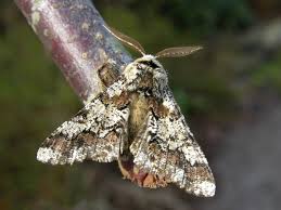 Attēlu rezultāti vaicājumam “Biston strataria”