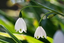 Attēlu rezultāti vaicājumam “Leucojum vernum var. vernum flower”