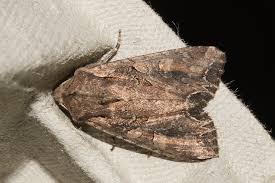 Attēlu rezultāti vaicājumam “Lacanobia suasa”