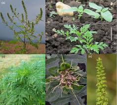 Attēlu rezultāti vaicājumam “Ambrosia artemisiifolia bud”