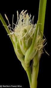 Attēlu rezultāti vaicājumam “Rhynchospora alba”