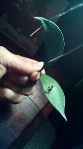 Attēlu rezultāti vaicājumam “Willkommlangea reticulata young”