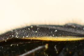 Attēlu rezultāti vaicājumam “Capsodes gothicus”