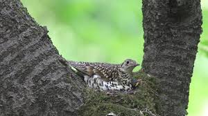 Image result for Zoothera dauma