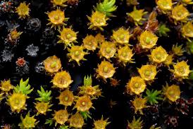 Attēlu rezultāti vaicājumam “Polytrichastrum pallidisetum macro”