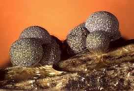 Attēlu rezultāti vaicājumam “Physaraceae”