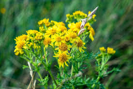 Attēlu rezultāti vaicājumam “Senecio viscosus fruit”