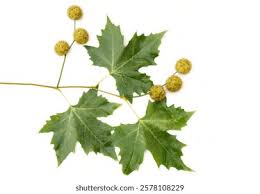 Attēlu rezultāti vaicājumam “Platanus x hispanica (syn. Platanus x acerifolia) leaf”