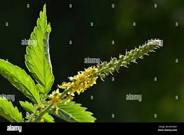 Attēlu rezultāti vaicājumam “Agrimonia eupatoria leaf”