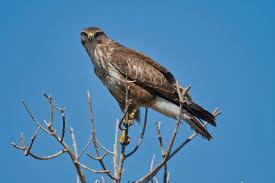 Attēlu rezultāti vaicājumam “Buteo buteo”