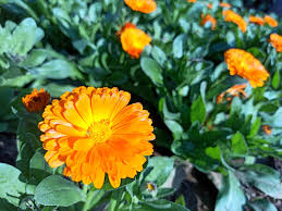 Image result for Calendula officinalis