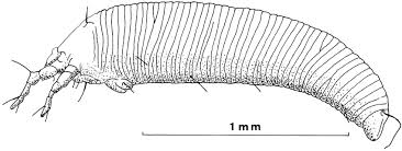 Attēlu rezultāti vaicājumam “Eriophyes laevis”