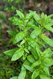 Attēlu rezultāti vaicājumam “Epilobium roseum leaf”