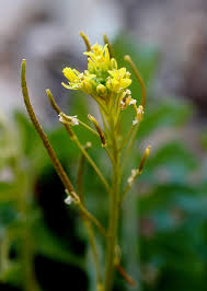 Attēlu rezultāti vaicājumam “Sisymbrium volgense flower”