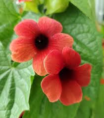Image result for Thunbergia alata