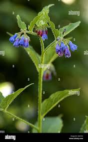 Attēlu rezultāti vaicājumam “Symphytum asperum flower”