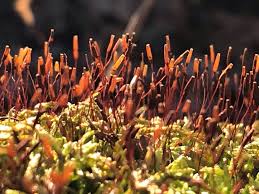 Attēlu rezultāti vaicājumam “Seligeria pusilla sporophyte”