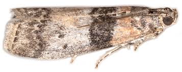 Attēlu rezultāti vaicājumam “Nyctegretis lineana”