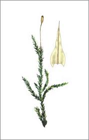 Attēlu rezultāti vaicājumam “Anomodon longifolius”